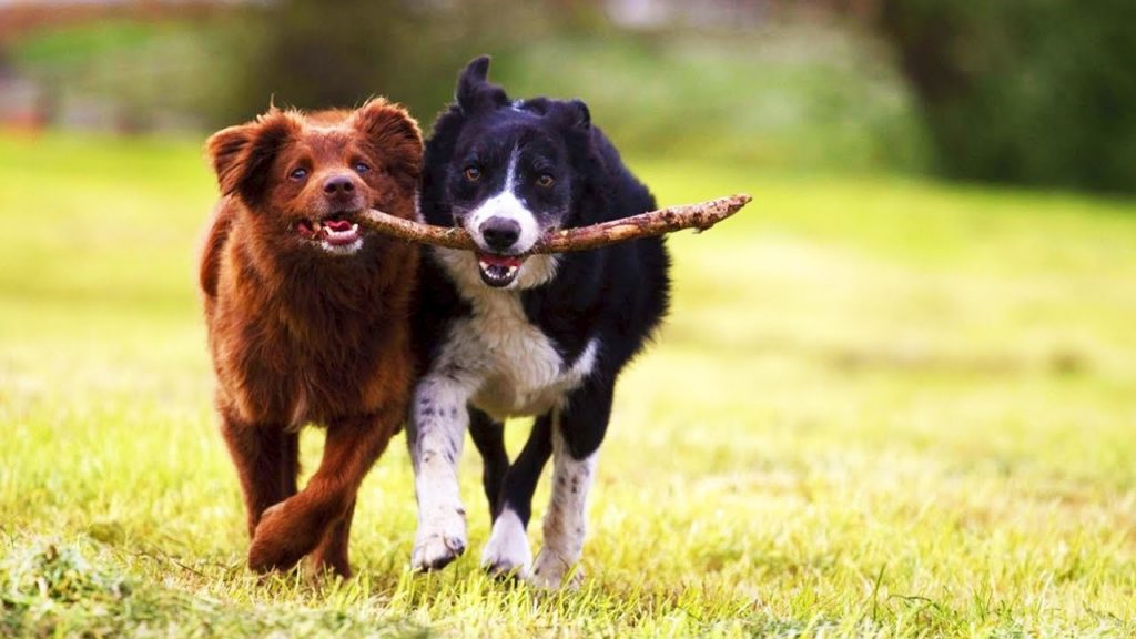dog friendship